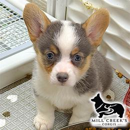 Juniper-Beautiful tri girl with natural long tail - Blue female Pembroke Welsh Corgi puppy in Taylorsville, North Carolina from Mill Creek’s Pembroke Welsh Corgis and French Bulldogs