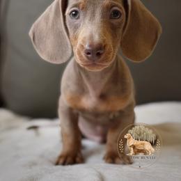 Rio - Fawn (isabella) and tan male Dachshund puppy in Lumber City, Georgia from Willow Run LLC
