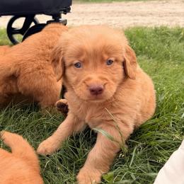 AKC navy collar boy - Dark golden male Golden Retriever puppy in Joshua, Texas from 3 Gun Retrievers