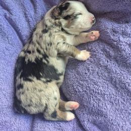 Isabella - Blue merle female Australian Shepherd puppy in Harrodsburg, Kentucky from Triple M Aussies