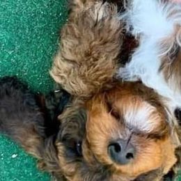 Australian Labradoodles, Labradoodles, and Poodles from Classic Poodles and Doodles