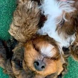 Australian Labradoodles, Labradoodles, and Poodles from Classic Poodles and Doodles