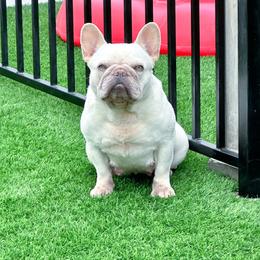 Cornelia - French Bulldog