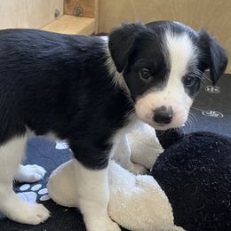 ENZO - Black and white male Border Collie puppy in New Bern, North Carolina from New Bern Border Collies