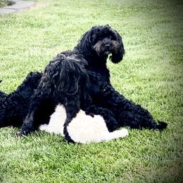 Australian Labradoodle Puppies from Tiny Treasures Australian Labradoodles