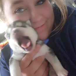 Siberian Husky Puppies from Spirit of the Moon Siberians