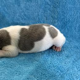 Pixie - White and blue female Whippet puppy in Gentry, Arkansas from Mardel Robeson of Mulberry Hollow Whippets