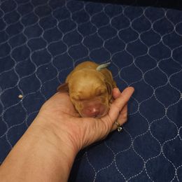 Astraea - Yellow female Labrador Retriever puppy in Elloree, South Carolina from Moonlight Kennels LLC