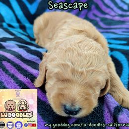 Seascape - Apricot male Goldendoodle puppy in Santa Cruz, California from Lu Doodles