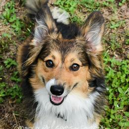 Journey - Sable female Pembroke Welsh Corgi puppy in San Antonio, Texas from Moxxi's Legacy Corgis