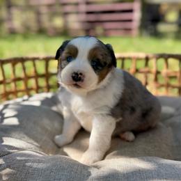 BMM1 - blue collar - Blue merle male Miniature Australian Shepherd puppy in Stuart, Virginia from Apple Tree Mini Aussies