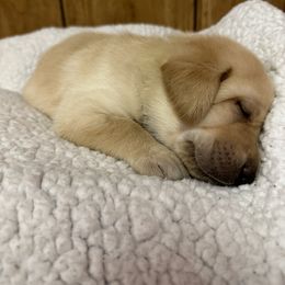 Labrador Retriever Puppies from Hunter’s Moon Retrievers