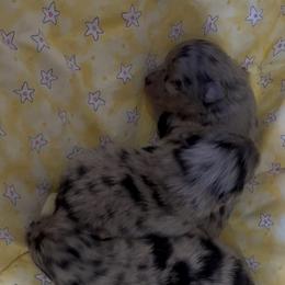 Puppy 1 - Blue merle female Pomeranian puppy in Silver Springs, New York from Humehill