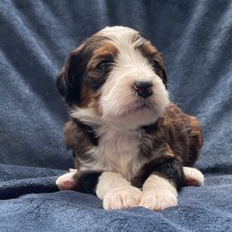 Rosemary - Red tri-color female Assorted Doodle Crosses puppy in Rocky Point, North Carolina from CelticDoods