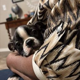 Boston Terrier All Grown Up from Jamie's Boston Terrier Babies