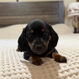 Black and tan girl - Black and tan female Dachshund puppy in Defuniak Springs, Florida from Anastasia Knight's Cocker Spaniels