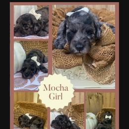 Mocha - Blue merle female Sheepadoodle puppy in Columbia, Tennessee from Primrose Cottage Puppies