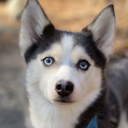Skadi - Pomsky