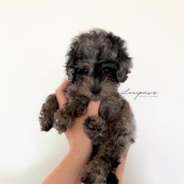 Switcheroo - Black male Goldendoodle puppy in Ivins Utah, Utah from Luxi Paws Doodles
