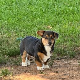 SCOUT - AKC - Blue male Pembroke Welsh Corgi puppy in Millsap, Texas from BJ's Blessings