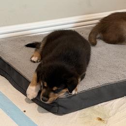 Bluey - Black and tan male Lapponian Herder puppy in Boca Raton, Florida from Frozen Kennel