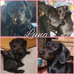 Dachshund All Grown Up from Ziva's Friends