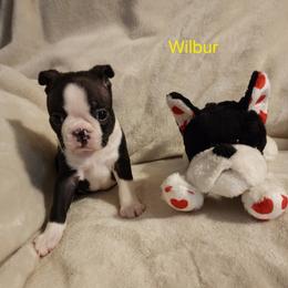 Boston Terrier Puppies from Boston Pride