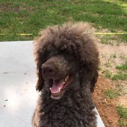 Goldendoodles, Labradoodles, and Poodles from Shadow Oaks Poodles & Doodles