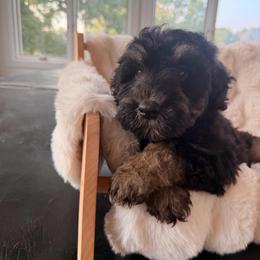 Winnie - Black female Sheepadoodle puppy in North Royalton, Ohio from Johnson's Doodles