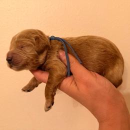 Blue Boy 1 - Red  male Goldendoodle puppy in Covington, Louisiana from MyKy Puppies