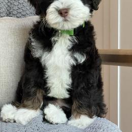 Bernedoodle Puppies from Redrockbernedoodles