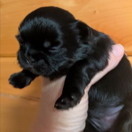 Dobie Girl 4 - Black and tan female Shih Tzu puppy in Surry, Maine from McKayla Hairston