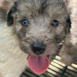 Boy 2 - Blue merle male Aussiedoodle puppy in Punta Gorda, Florida from Blitzenhaus Working Dogs-Home of the Working Czech Shepherd and Rottweiler