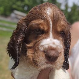 Teton - Liver white and tan male English Springer Spaniel puppy in Hephzibah, Georgia from Sidel's Springers