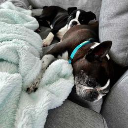 Boston Terrier Puppies from I Love Pups