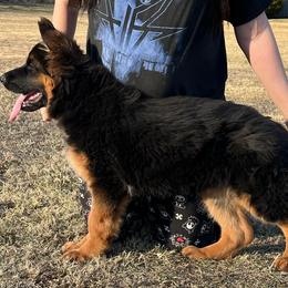 German Shepherd Puppies from Legacy Reborn