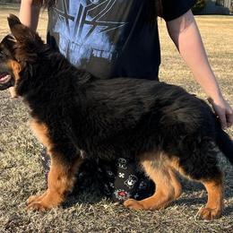 German Shepherd Puppies from Legacy Reborn