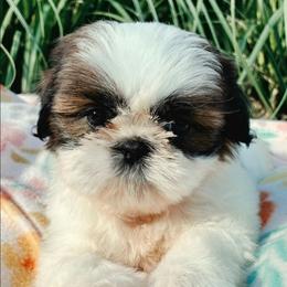 Lemon - Gold and white female Shih Tzu puppy in North Carolina from WillowCreek Mountain View Shih Tzu