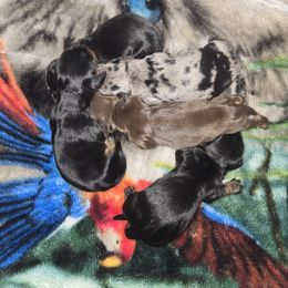 Dachshund Puppies from Dicrocco's Doxies