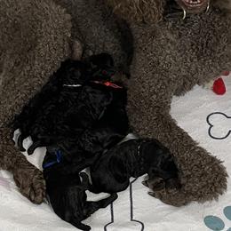 Pink - Black female Poodle puppy in Hamilton Square, New Jersey from Sweet Standards