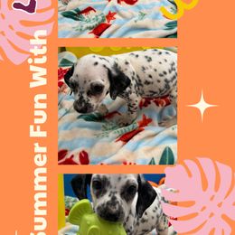 AKC LUA Lucy - White and black female Dalmatian puppy in Euless, Texas from 101 Dew Dream Valley Dalmatians