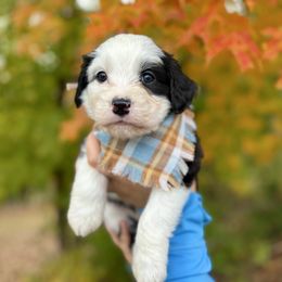 Chili - female Australian Mountain Doodle puppy in Taylors, South Carolina from Aspen Mountain Doodles LLC