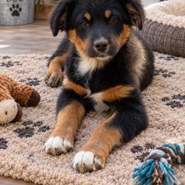 Buster - Black tri male Miniature Australian Shepherd puppy in Lakeport, California from Akins Aussies/Wild Rose Ranch