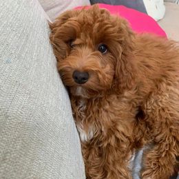 Piper - Goldendoodle