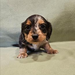 Kevin - Dapple male Dachshund puppy in Tower City, Pennsylvania from Stoney Mountain Mini Doxies