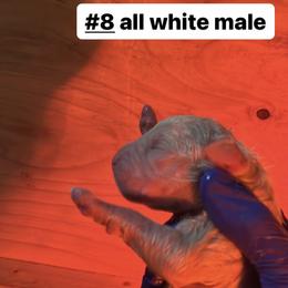 Boy 5 - White Dogo Argentino puppy in California from First-Class Lineage