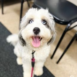 Indy - Bernedoodle