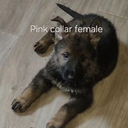 Pink collar - Sable female German Shepherd puppy in Murray, Kentucky from Froschwald German Shepherds and Xanadu Teddy Roosevelt Terriers