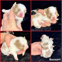 AKC Jinu - Blue merle male Pomeranian puppy in Saint Ignatius, Montana from Pomeranians Montana