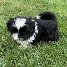 Black male 2 - Black and white male Shih Tzu puppy in Newark, Ohio from Gemini Kennels